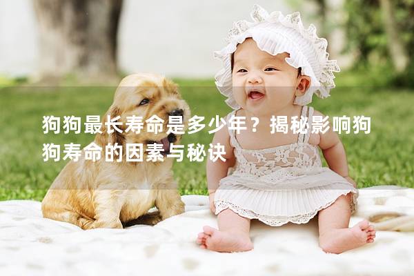 狗狗最长寿命是多少年？揭秘影响狗狗寿命的因素与秘诀