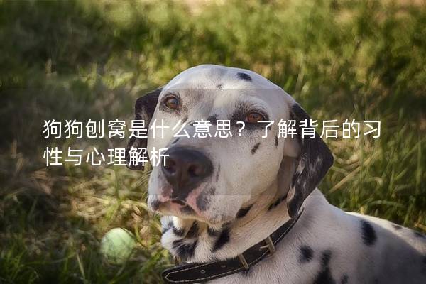 狗狗刨窝是什么意思？了解背后的习性与心理解析
