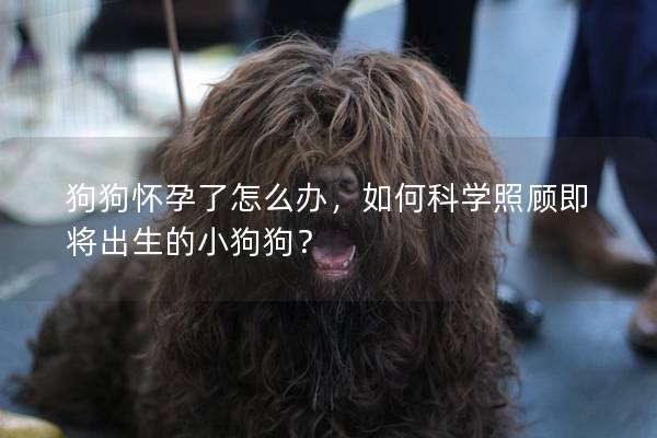 狗狗怀孕了怎么办，如何科学照顾即将出生的小狗狗？