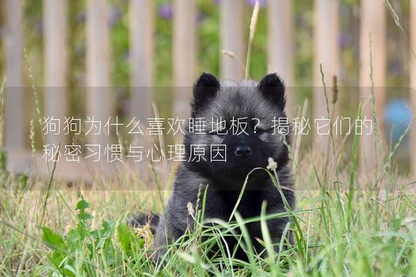 狗狗为什么喜欢睡地板？揭秘它们的秘密习惯与心理原因