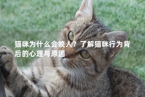 猫咪为什么会咬人？了解猫咪行为背后的心理与原因