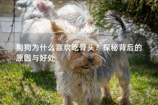 狗狗为什么喜欢吃骨头？探秘背后的原因与好处