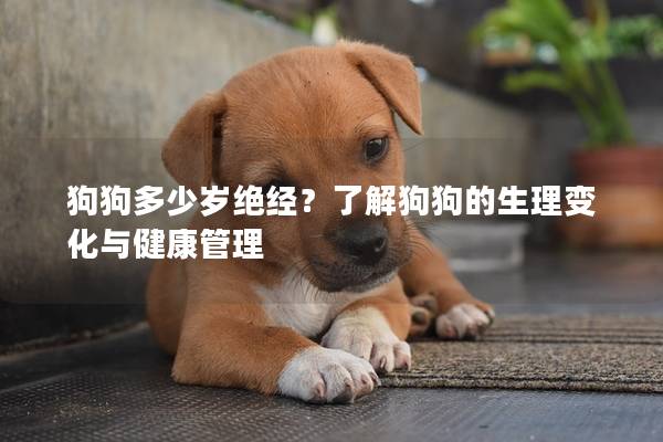 狗狗多少岁绝经？了解狗狗的生理变化与健康管理
