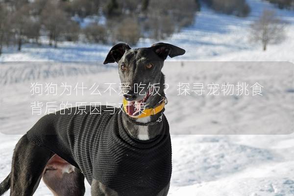 狗狗为什么不爱吃饭？探寻宠物挑食背后的原因与对策